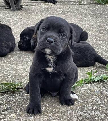 Cachorros de Cane Corso