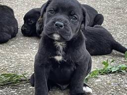 Cachorros de Cane Corso