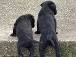 Cachorros de Cane Corso - foto 1