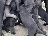 Cachorros de Cane Corso - foto 3