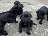 Cachorros de Cane Corso - фото 5