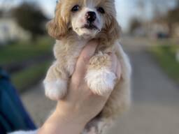 Cachorros de Crestado Chino