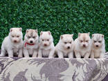 Cachorros de Husky Siberiano - foto 1