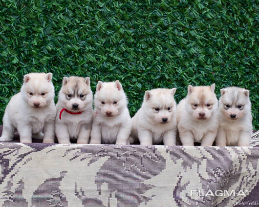 Cachorros de Husky Siberiano