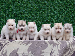 Cachorros de Husky Siberiano