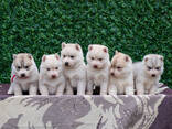 Cachorros de Husky Siberiano - foto 2