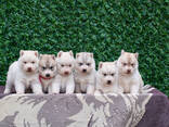 Cachorros de Husky Siberiano - foto 5