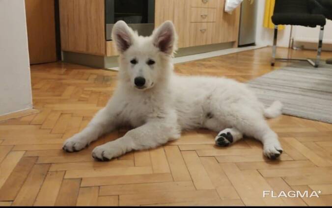 Cachorros de Pastor Blanco Suizo