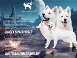 Cachorros de Pastor Blanco Suizo - foto 4
