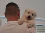 Cachorros de Pastor Blanco Suizo - foto 5