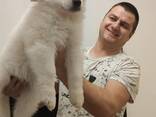Cachorros de Pastor Blanco Suizo - foto 6