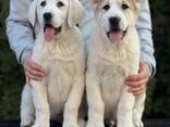 Cachorros de Pastor de Asia Central - foto 2