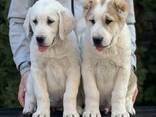Cachorros de Pastor de Asia Central - foto 8