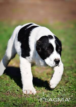 Cachorros de Pastor de Asia Central en venta