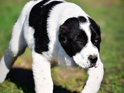 Cachorros de Pastor de Asia Central en venta