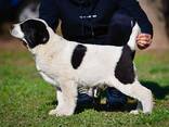 Cachorros de Pastor de Asia Central en venta - foto 1