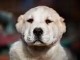 Cachorros de Pastor de Asia Central en venta - foto 5