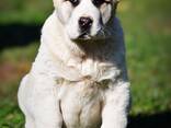Cachorros de Pastor de Asia Central en venta - foto 8