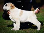 Cachorros de Pastor de Asia Central en venta - foto 10
