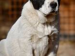 Cachorros de Pastor de Asia Central en venta - foto 13