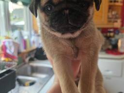 Cachorros de pug de color beige