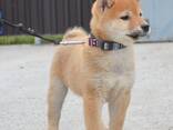 Cachorros de Shiba Inu - foto 3