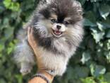 Cachorros de Spitz Pomarano - фото 4