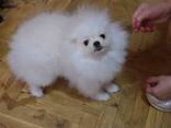 Cachorros de Spitz Pomerania - foto 1