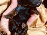 Cachorros de Toy Poodle negro y fuego, chocolate y fuego - foto 2