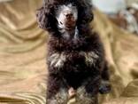 Cachorros de Toy Poodle negro y fuego, chocolate y fuego - foto 3