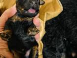 Cachorros de Toy Poodle negro y fuego, chocolate y fuego - foto 4