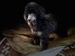 Cachorros de Toy Poodle negro y fuego, chocolate y fuego - foto 6