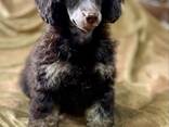 Cachorros de Toy Poodle negro y fuego, chocolate y fuego - foto 8
