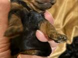 Cachorros de Toy Poodle negro y fuego, chocolate y fuego - foto 10