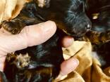 Cachorros de Toy Poodle negro y fuego, chocolate y fuego - foto 11