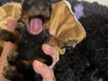 Cachorros de Toy Poodle negro y fuego, chocolate y fuego - foto 12