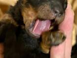 Cachorros de Toy Poodle negro y fuego, chocolate y fuego - foto 13