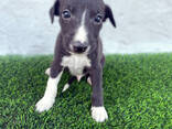 Cachorros de whippet de raza pura - photo 7