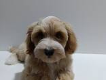 Cachorros Havanese Bichon - foto 1