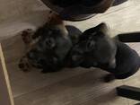 Cachorros Teckel - foto 1
