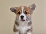 Cachorros Welsh Corgi Pembroke - фото 1