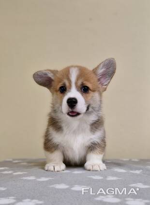 Cachorros Welsh Corgi Pembroke