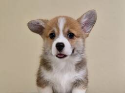 Cachorros Welsh Corgi Pembroke