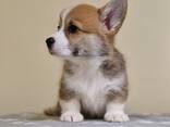 Cachorros Welsh Corgi Pembroke - foto 1