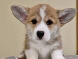 Cachorros Welsh Corgi Pembroke - фото 5
