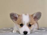 Cachorros Welsh Corgi Pembroke - фото 7