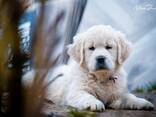 Cachorros y perros jóvenes Golden Retriever en venta - foto 2