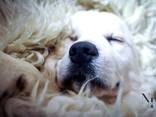 Cachorros y perros jóvenes Golden Retriever en venta - foto 3