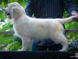 Cachorros y perros jóvenes Golden Retriever en venta - foto 5