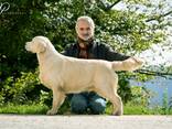 Cachorros y perros jóvenes Golden Retriever en venta - foto 8
